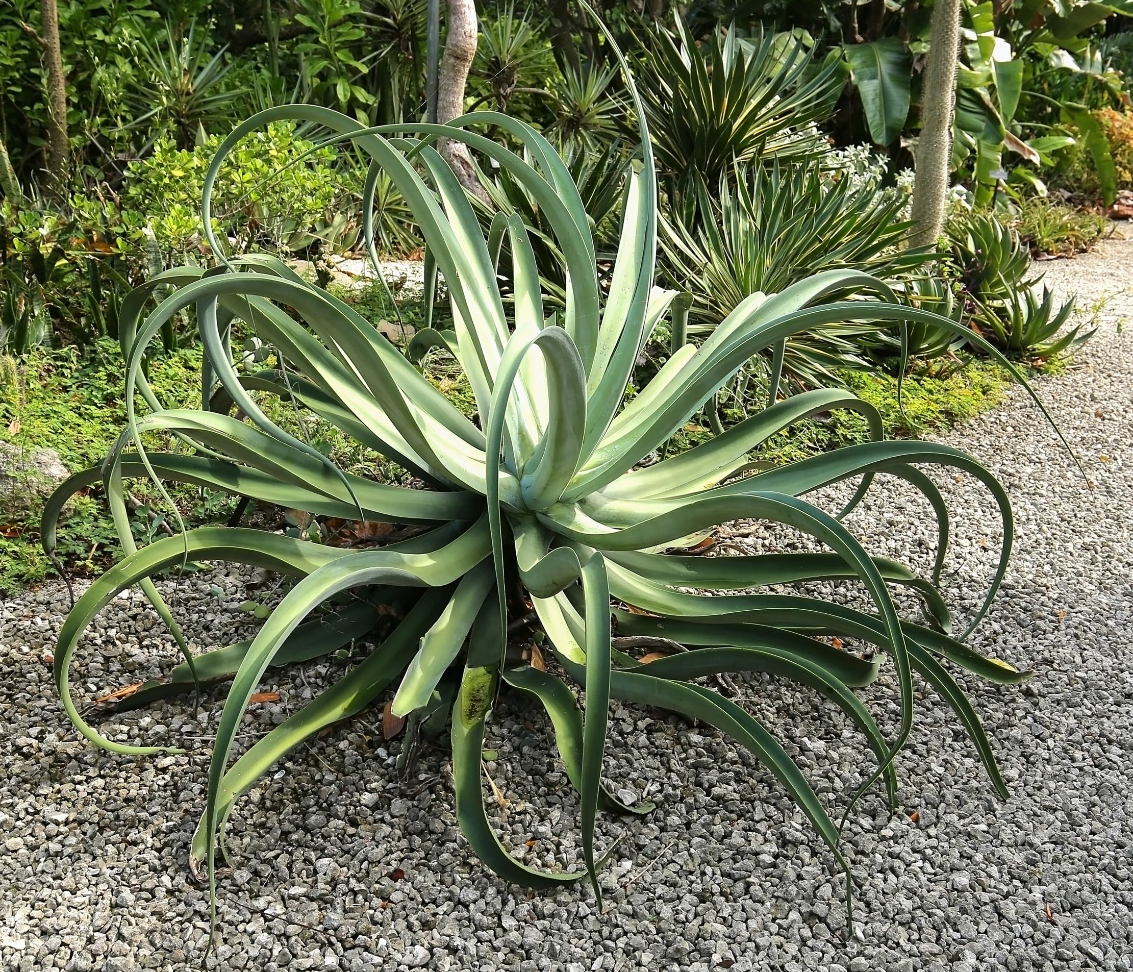 Amazon.com : 10 Octopus Agave Seeds for Growing - Agave